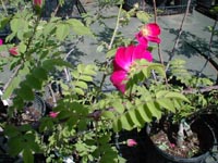 バラの花